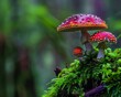 two mushrooms sitting mossy log interconnections micro vibrant dreary red glowing potions fantastical marijuana wet garish vibrantly