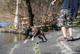 Fototapeta Pomosty - Happy wet dog leaping towards the river as a stick is being thrown for fetch on a sunny spring day in the dog park
