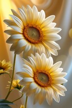 Two Sunflowers Vase Crisp Texture Bright Smiles Avatar White Petal Background Centered Face