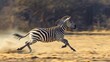 Graceful zebra galloping across the vast savanna