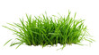 © PNG Kingdom  - Grass