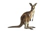 Noble portrayal of a kangaroo standing against a white background