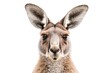 A close-up portrait of a kangaroo against a white background