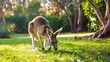 A kangaroo grazing on grass in the shade of a eucalyptus tree