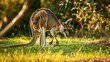 Serene moment captured as a kangaroo leisurely feeds on green grass