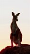 A silhouette of a kangaroo against a white background
