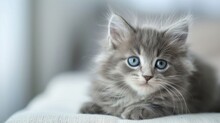 Cute Long-haired Gray Kitten With Beautiful Big Blue Eyes Ai Generated
