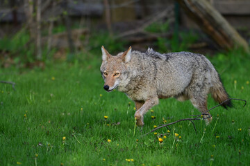 Wall Mural - Urban wildlife a photograph of a coyote exploring a vacant lot