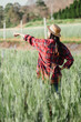 © Satori Studio - Farmer wearing a straw hat and red plaid shirt points out into the distance, monitoring the progress of crops in a green field.