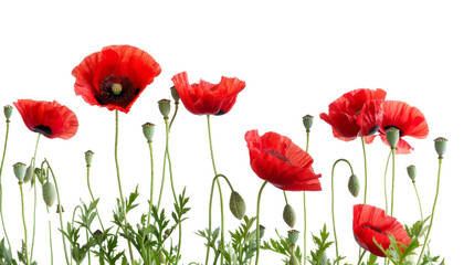 Wall Mural - Red poppy flowers