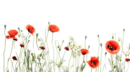 Wall Mural - Red poppy flowers