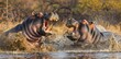 Two hippopotamuses engaged in a fierce territorial battle