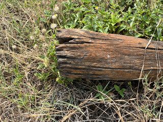 Canvas Print - old wooden log in a forest