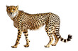 Intriguing image of a cheetah standing boldly against a pristine white background