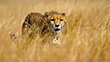 A cheetah stalking a gazelle through tall grass