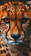 A close-up portrait of a cheetah's face