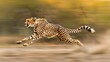 Breathtaking moment captured as a cheetah dashes with unparalleled speed through the expansive savanna