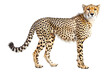 Striking depiction of a cheetah standing against a white background