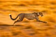 A cheetah sprinting at full speed across the savanna