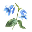 Clipart illustration a bluebell flower and leaves on white background. Suitable for crafting and digital design projects.[A-0004]