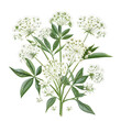 Clipart illustration a queen anne's lace flower and leaves on white background. Suitable for crafting and digital design projects.[A-0004]
