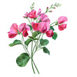 Clipart illustration a sweet pea flower and leaves on white background. Suitable for crafting and digital design projects.[A-0006]