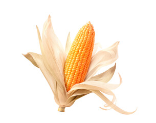 Wall Mural - Dried corn cob isolated on white background.