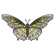 Malachite is a neotropical brush-footed butterfly. Vector illustration 
