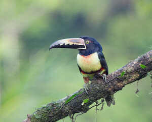 Wall Mural - a collared aracari perching on a branch