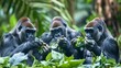 A gorilla family peacefully eating leaves and vegetation in the rainforest