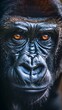A close-up portrait of a gorilla's face