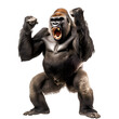 Striking image of a silverback gorilla standing tall against a clean white backdrop, mouth agape, and thumping its chest with powerful fists.