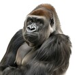 Impressive portrayal of a gorilla standing with folded arms against a clean white background