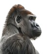 Intense close-up portrait of a gorilla against a pristine white backdrop.