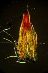 Poster - Hairy calyptra of the capsule of Ulota crispa, a moss.