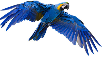 Wall Mural - blue parrot isolated on transparent background