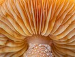Close-up view of the intricate gill pattern of a mushroom, showcasing organic textures and natural design.