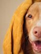 dog Wrapped in a towel, a Nova Scotia Duck Tolling Retriever seems to speak, Candid and warm in a studio session