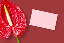 Blank Pink Card, Laceleaf Flower Flat Lay Design