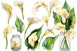 watercolor white calla lilies in glass jars, green leaves and flowers clipart set