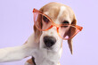 Cute dog in sunglasses on lilac background. Closeup