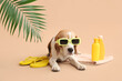 Cute dog in sunglasses lying near flip flops and bottles of sunscreen on beige background