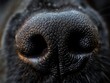 Macro shot of the textured surface of a dog's nose, highlighting the intricate patterns and details.