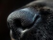 Macro shot capturing the unique texture and details of a dog's nose, highlighting sensory perception.