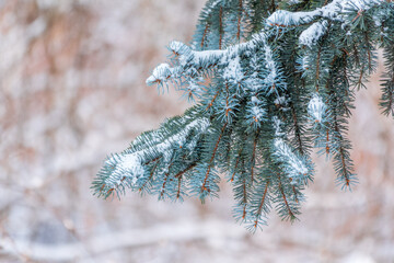 Wall Mural - Green fir branches in winter covered with snow