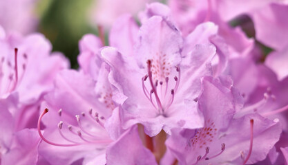 Wall Mural - Pink Rhododendron flower petals. Floral background