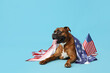 Boxer dog with USA flags lying on blue background