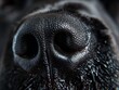 Macro shot of a canine nose showcasing detailed texture.