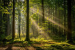 Sunlit Forest Clearing with Beams, International Sun Day, the importance of solar energy, Sun’s contributions to life on Earth.