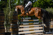 Rider jumping during a horse riding competition
